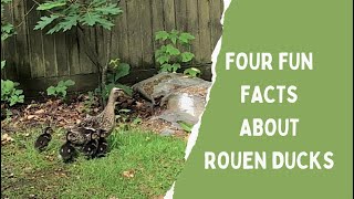 Four fun facts about Rouen Ducks [upl. by Campman]