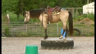 Gaited Missouri FoxTrotter buckskin for sale [upl. by Dyob]