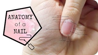 Anatomy of the Nail [upl. by Aneleiram]