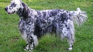 English Setter [upl. by Nibuz]