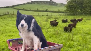 Awesome sheepdog herding sheep at work  running border collie [upl. by Urania649]