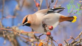 Голоса птиц Как поёт Свиристель Bombycilla garrulus [upl. by Ynez]