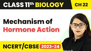 Mechanism of Hormone Action  Class 11 Biology Chapter 22  NEETNCERT [upl. by Suryt]