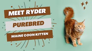 Purebred Maine Coon Kitten  Available for Adoption  Reputable Breeders Near You [upl. by Betthezel]