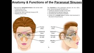 Anatomy and Functions of the Paranasal Sinuses [upl. by Saretta]