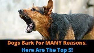 The 5 Types Of Barking How Many Types Of Barking Does Your Dog Do [upl. by Boyce]