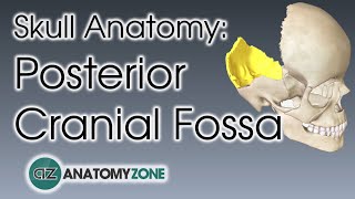 Posterior Cranial Fossa  Skull Anatomy [upl. by Haskins]