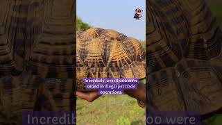 Indian star tortoise didyouknow facts [upl. by Aleacin]