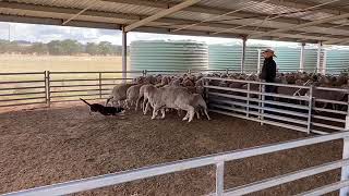 Jerilderie Dog Auction 2021  Lot 3 FRANK [upl. by Eidolem]