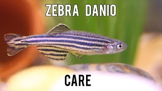 Zebra Danio care [upl. by Neyu867]