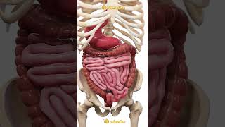 How Does Peristalsis Work [upl. by Enomed376]