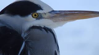 Gray Heron Call Gråhäger läte Graureiher Ruf Fiskehejre lyd [upl. by Tatianas]