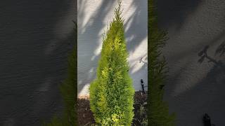 Cupressus macrocarpa “Wilma Goldcrest”  Lemon Scented Monterey Cypress cypress dwarf cupressus [upl. by Areemas]