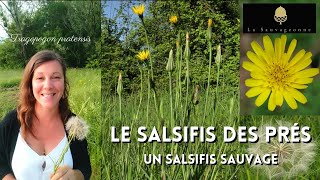 Le salsifis des prés un salsifis sauvage 🌿🌼🌿 [upl. by Eiznyl]