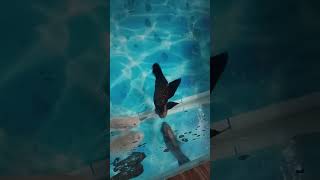 NEW ONE OSCAR 🐟fish shortvideo viralmusic fishing [upl. by Alrahs]