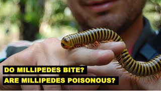 Do Millipedes Sting or Bite Humans [upl. by Gonzalo]