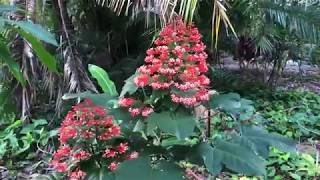 Pagoda Flower  Clerodendrum Paniculatum [upl. by Molton]