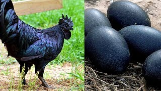 7 Huevos De Animales Que Son Únicos En El Mundo [upl. by Grantham]