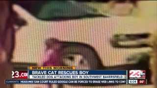 Hero cat saves boy from dog attack in Bakersfield  23 ABC News report [upl. by Noemys374]