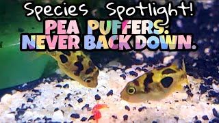 ALL Pea Puffers Are BORN WITH NO GENDER  40 More Interesting Facts The Pea Puffer Care Guide [upl. by Eelan]