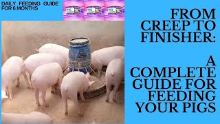 How to Feed Pigs  For Beginners [upl. by Salahi]