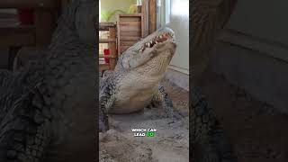 This Crocodile Lets Birds Clean Its Teeth [upl. by Toomin]