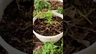 How to Propagate Petunias From Cuttings in 3 Steps alexagarden garden gardening petunia [upl. by Secundas]