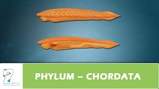 PHYLUM – CHORDATA [upl. by Pedrotti890]