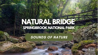 Natural Bridge  Springbrook National Park  Sounds of Nature 01  ASMR [upl. by Dagmar702]