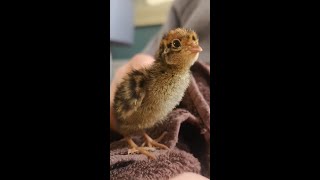 Hatching Shop  Store Bought Quail Eggs [upl. by Aleihs]