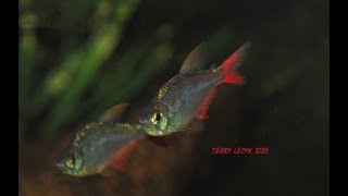 Columbian red and blue tetra Hyphessobrycon columbianus species profile [upl. by Helge]