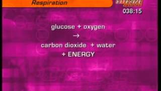 GCSE BBC Science Bitesize  Respiration [upl. by Aniahs]