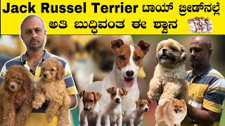 Call 9945099180 All Types Toy Breed Dogs Top Breeder In Bangalore jack russel terrier shih tzu [upl. by Arimas444]