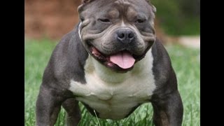 How to feed your extreme bully pitbull [upl. by Magdala366]