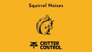 Squirrel Noises  What Noises Do Squirrels Make [upl. by Dmitri797]