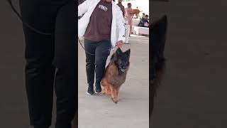 Normal dogs vs jerman seaford🙀💣 university vlog animals dogs doglover dogshorts [upl. by Lebiralc]