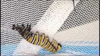 Monarch Danaus plexippus Caterpillar Moulting [upl. by Warner]