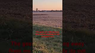 Setting up a trail camera on a potential Coyotes hunting area nature geese shortvideo [upl. by Ikceb]