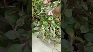 Bagworm on Green Leafy Vegetables  Dwarf copper leaf  ponnangkanni keerai [upl. by Carla]