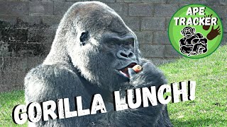 Gorilla Family Eating [upl. by Malek909]