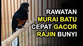 8 Cara Merawat Murai Batu Cepat Gacor dan Rajin Bunyi [upl. by Mochun]