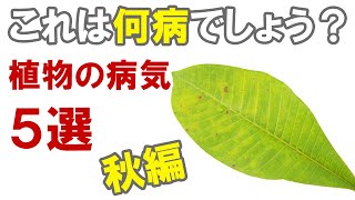 秋にかかりやすい植物の病気5選！ [upl. by Pronty]