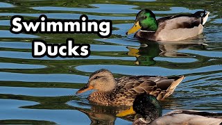 Calm Wild Ducks Swimming In The Pond  Green and Brown Ducks [upl. by Ambros]