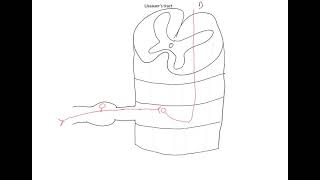 The relevance of Lissauer’s tract to spinal cord injuries [upl. by Harty]