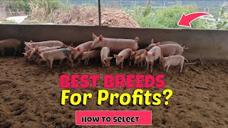 Principles of Pig Production  Breeding [upl. by Hildy251]