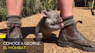 Wombat  Nat Geo [upl. by Akived474]