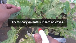 This is EXACTLY How to Use Neem Oil for Plants [upl. by Nudd183]