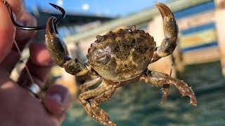 How to Catch MUDCRABS  Best Bait To Use  Anna Maria Island Florida Fishing Charter Ep 2 [upl. by Eliathas]