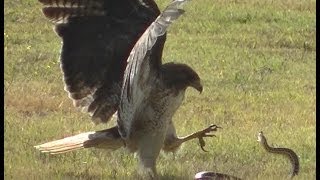 RedTailed Hawk vs Snake [upl. by Anyg]