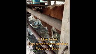 Sapi Simental Melahirkan Pedet Super [upl. by Ardith419]